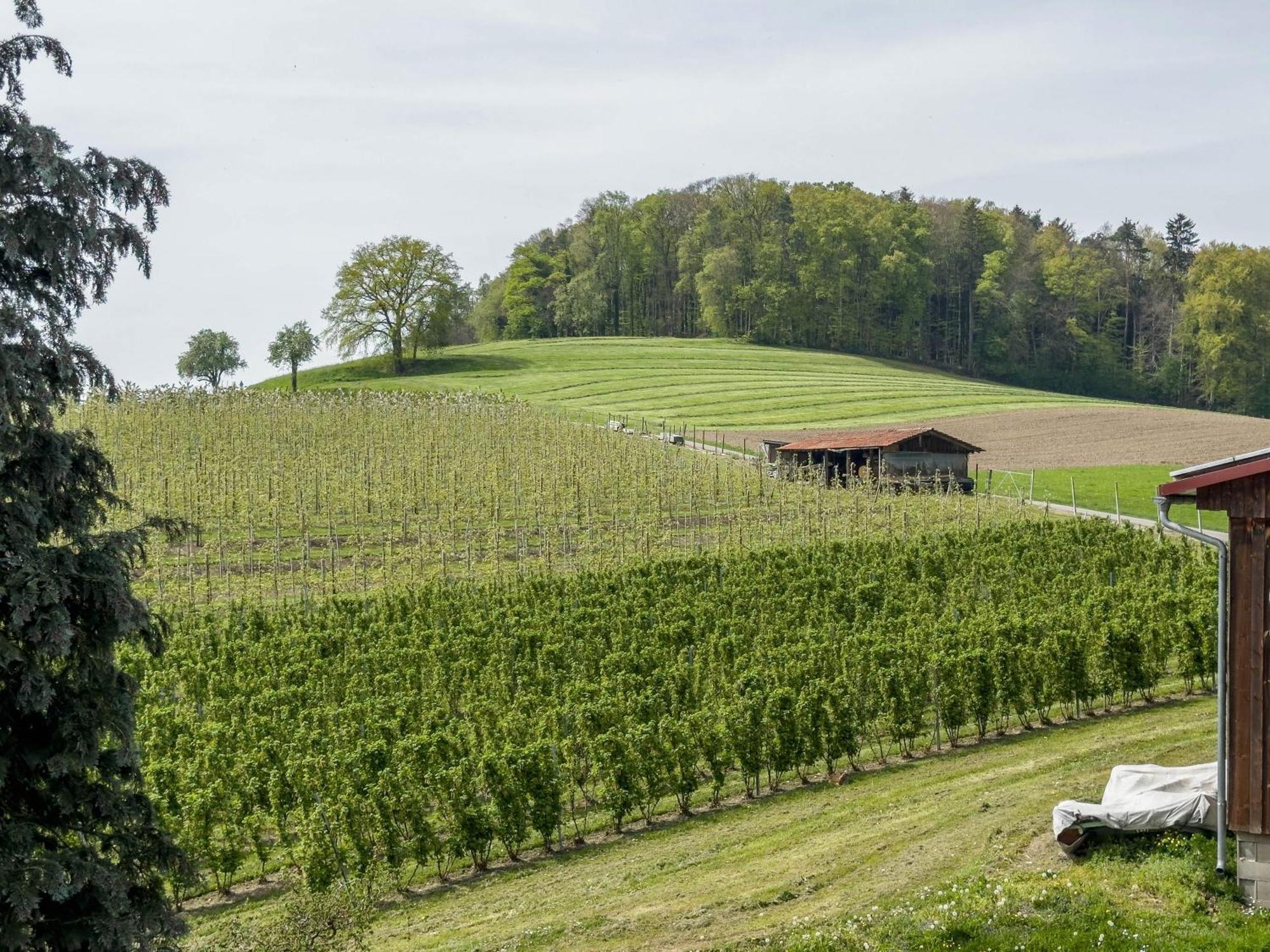 Ferienwohnung Lang Kressbronn am Bodensee Exteriör bild